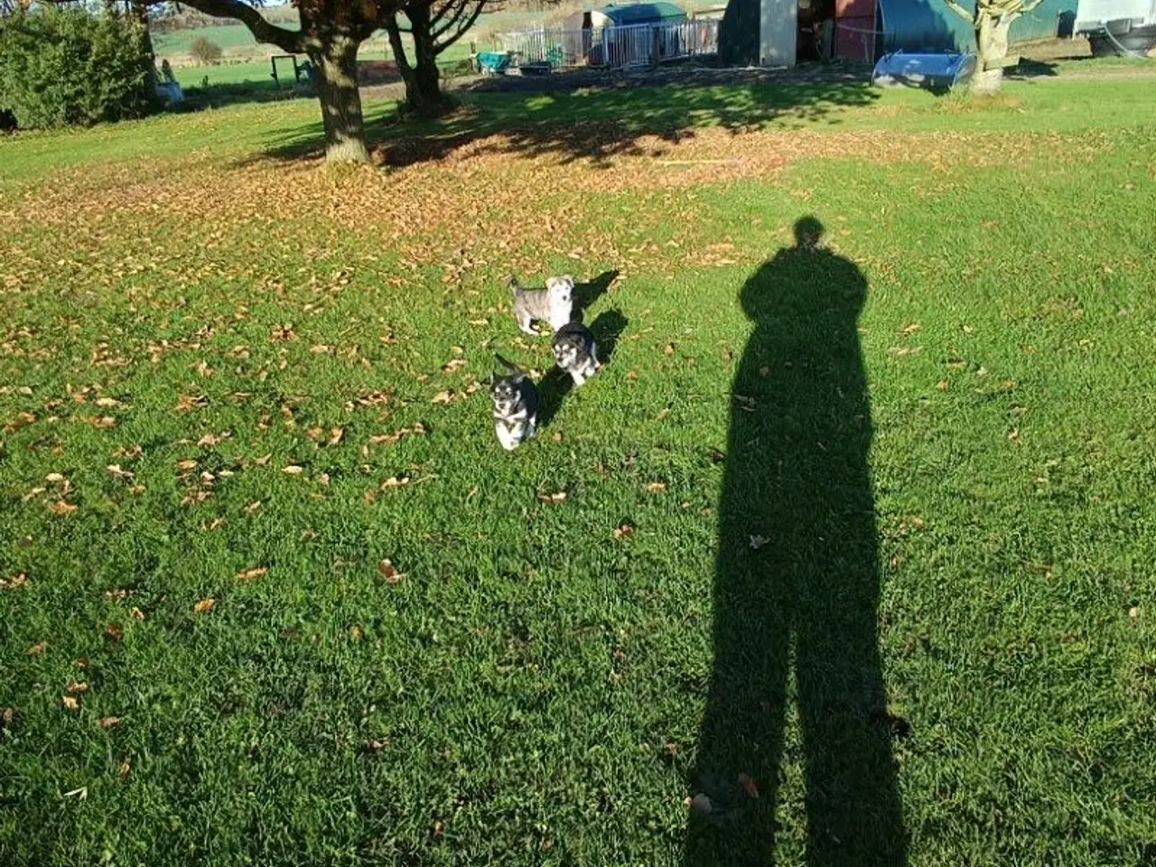 Billede 7 - Hvalpe mix