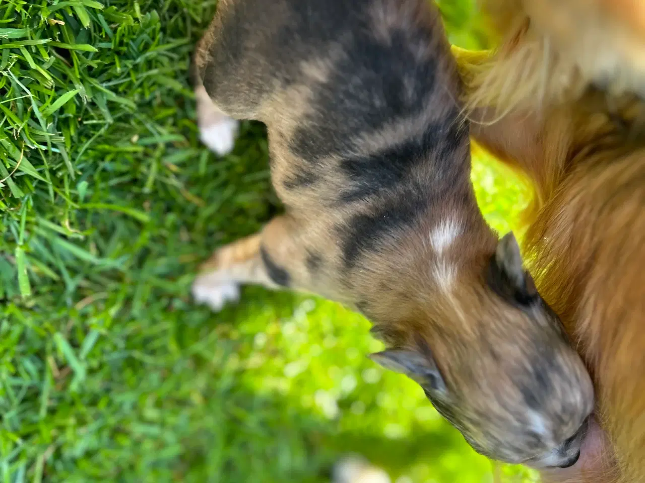 Billede 7 - Chihuahua langhåret