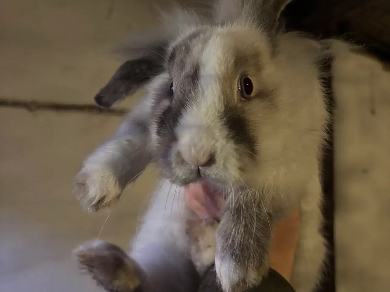 Billede 1 - De fineste kaninunger sælges 