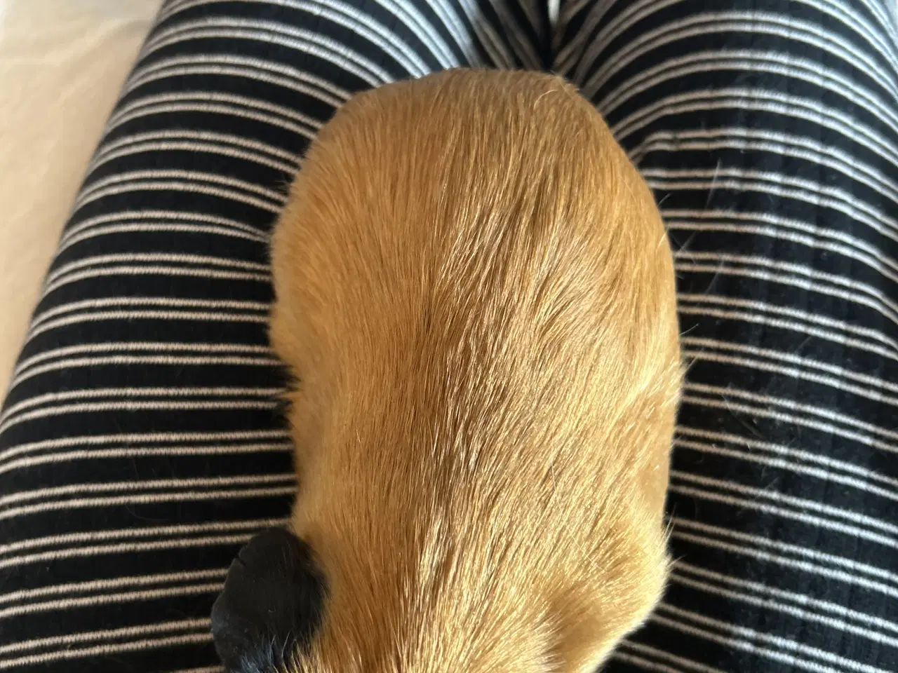 Billede 11 - Sælger to søde marsvin inklusivt buret 