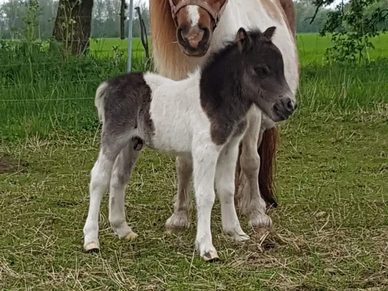 Billede 2 - Broget Miniature shetlænder.