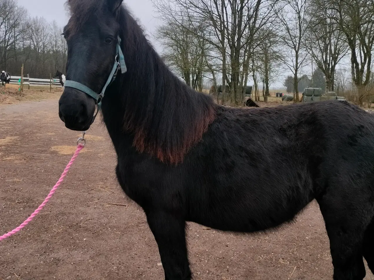 Billede 3 - Barok friser Hoppe 