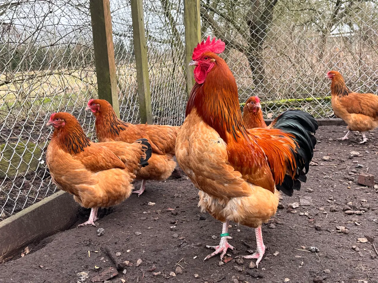 Billede 1 - Rugeæg fra racehøns 