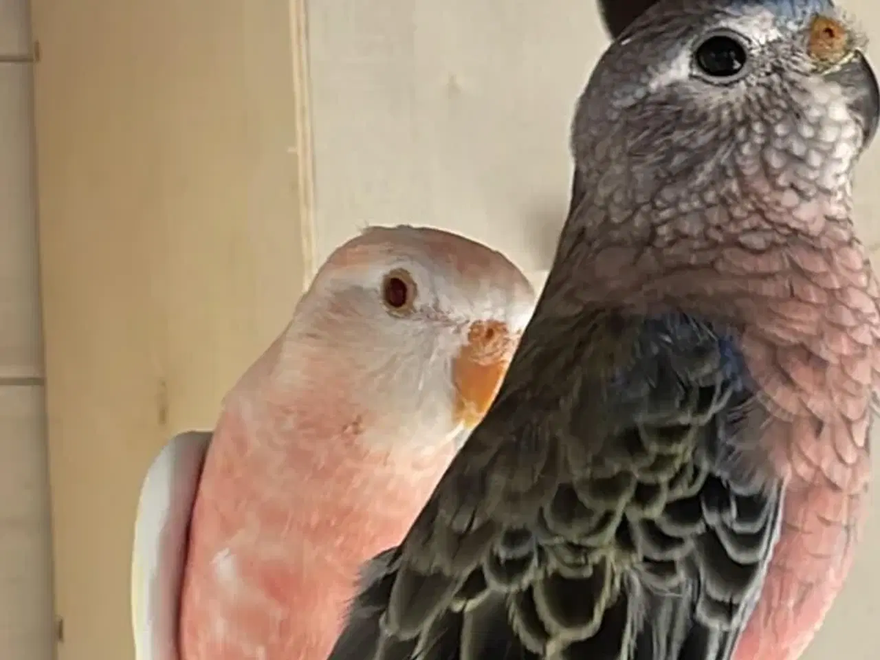 Billede 3 - Rose Bourkes Parakitter inkl. bur, mad og tilbehør