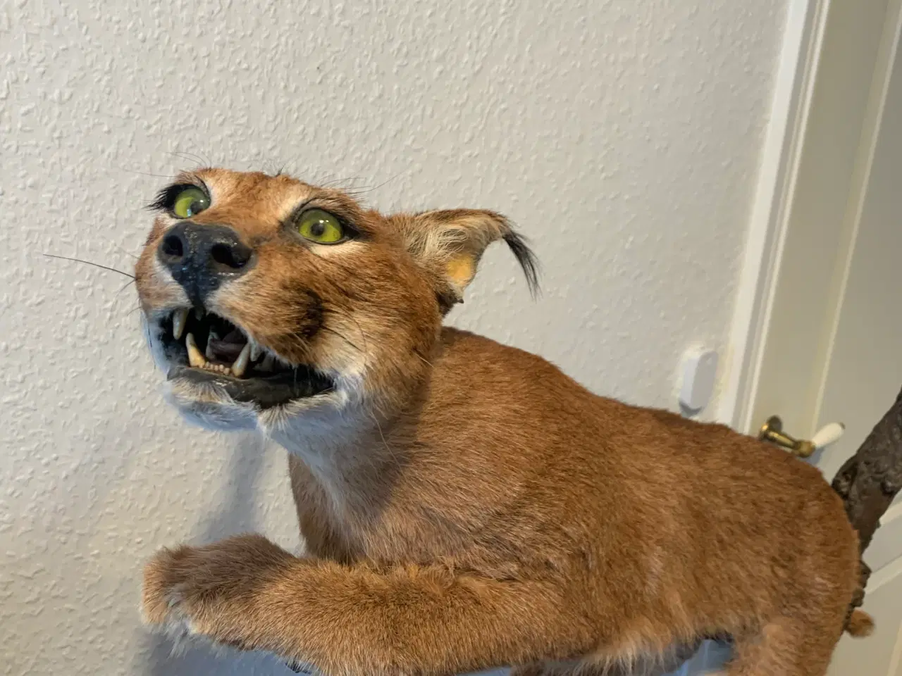 Billede 2 - Udstoppet caracal/ørkenlos