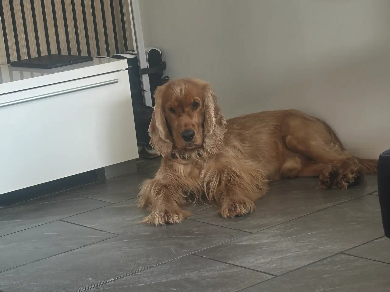 Billede 2 - Cocker spaniel til salg 