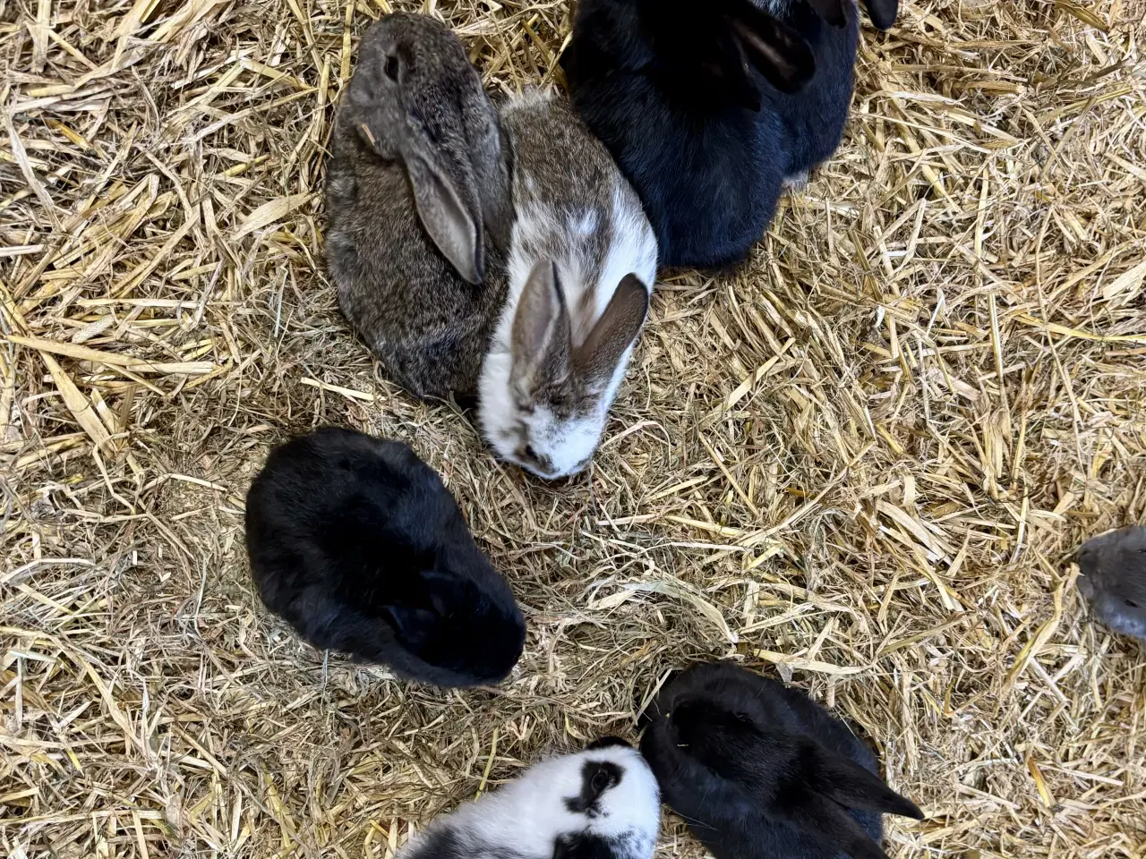 Billede 9 - 11 søde kaninunger af store racer