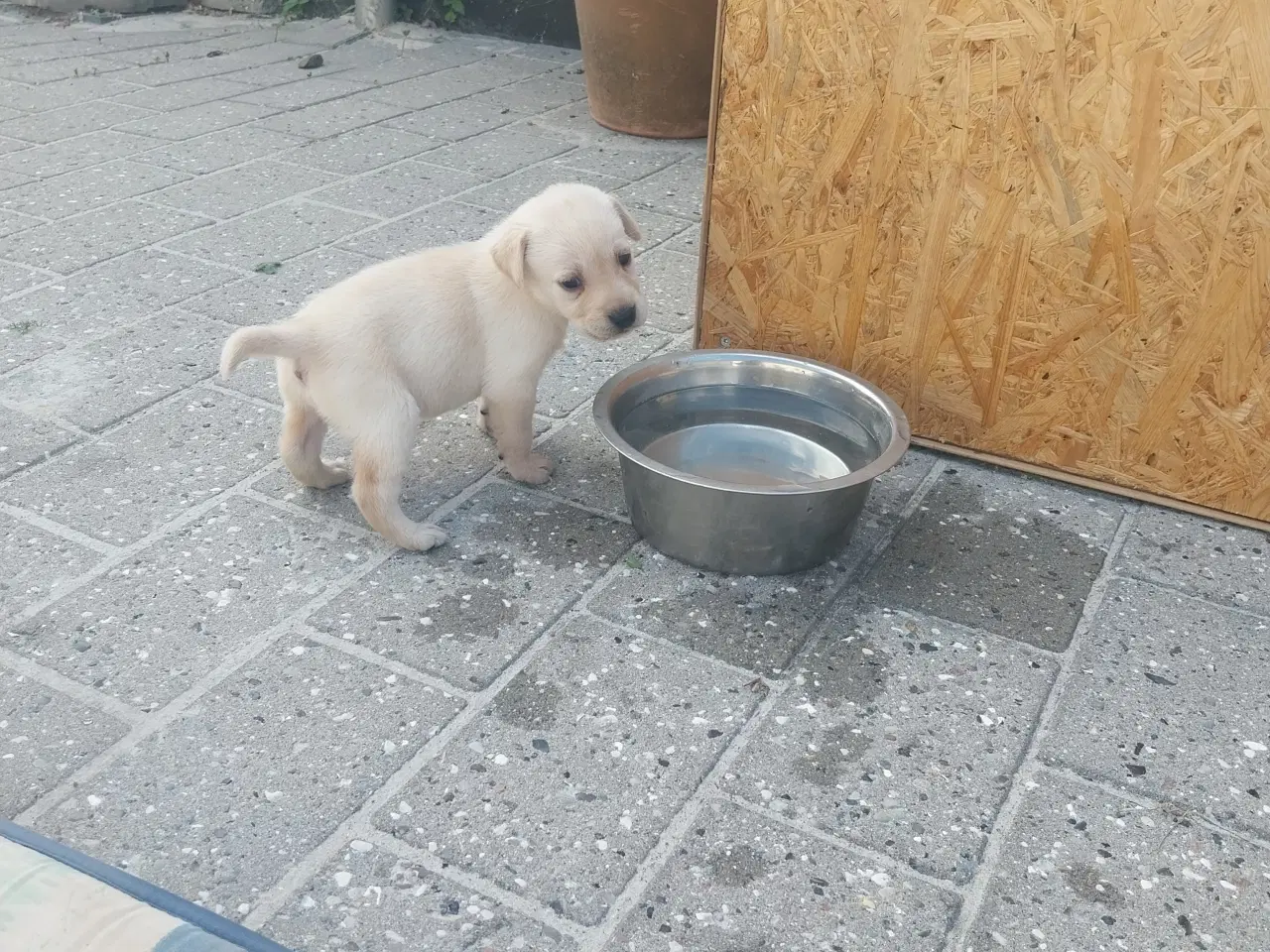 Billede 4 - Gule Labrador hvalpe.