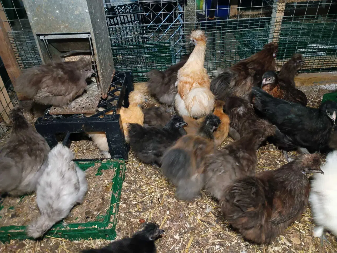 Billede 14 - Blænding race  Varmefri kyllinger  for Multi farve