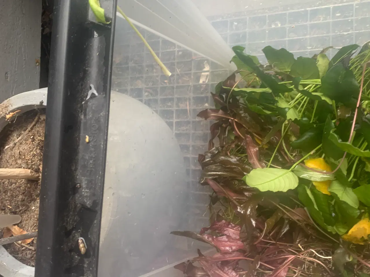 Billede 2 - Rigtig mange akvarieplanter Anubias
