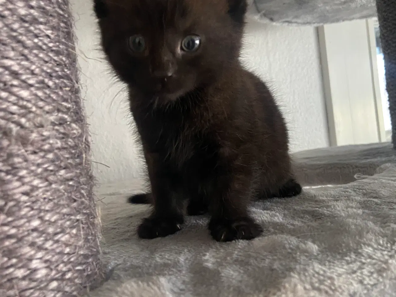 Billede 5 - Dejlige flaskekillinger