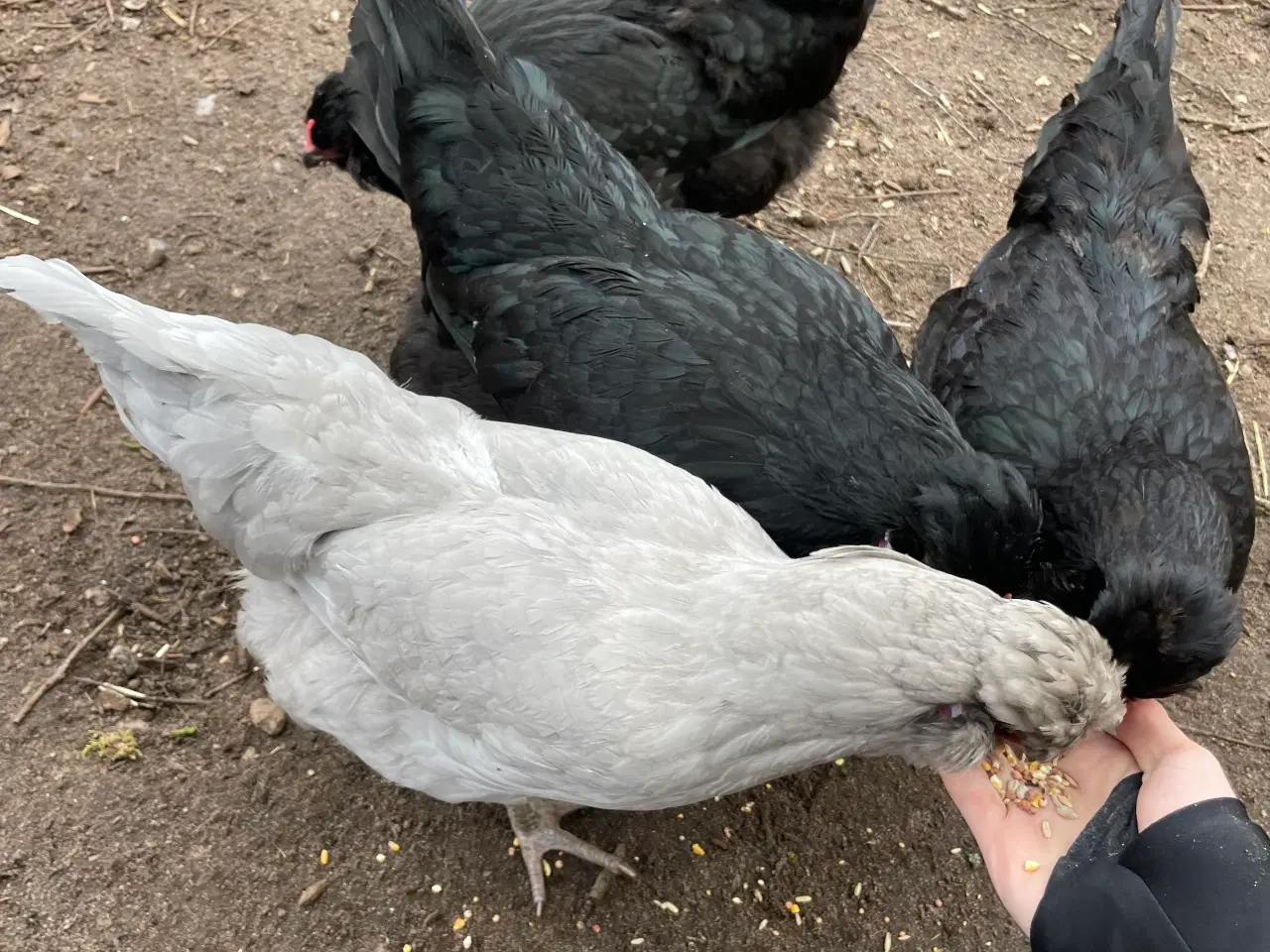 Billede 5 - Engelsk Araucana rugeæg