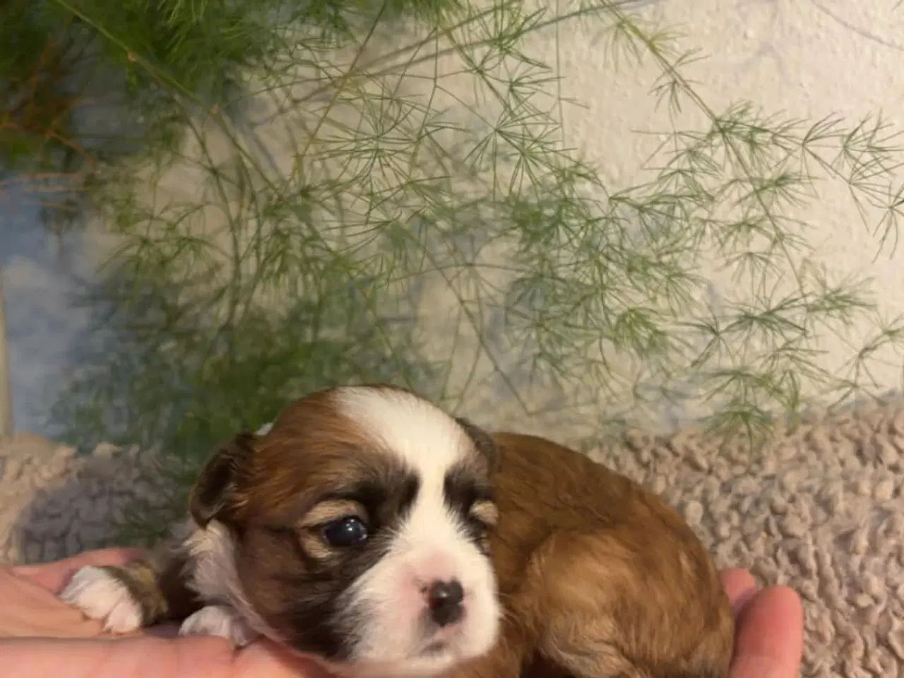 Billede 4 - Shih-tzu / Bichon Havanaise