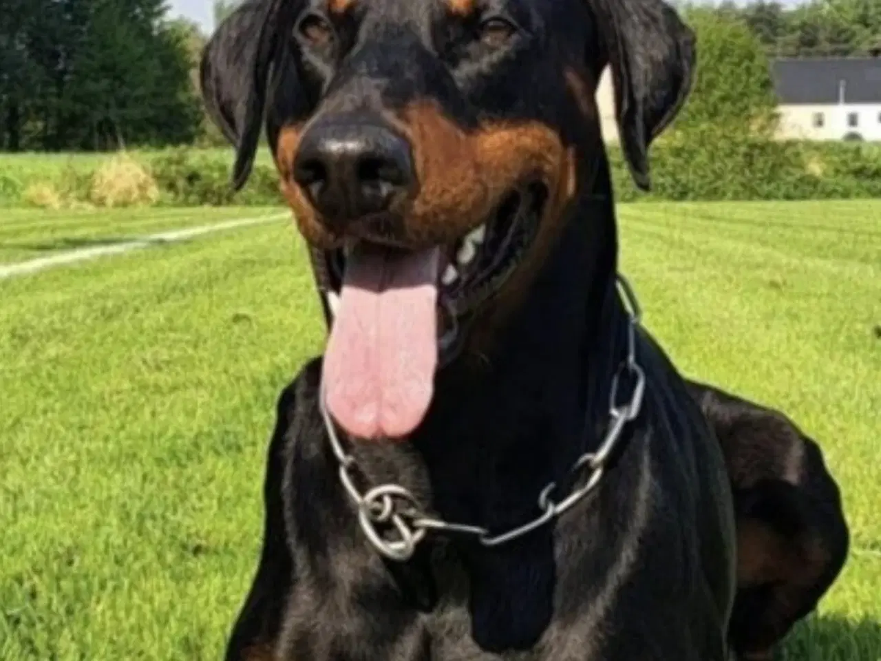 Billede 7 - Mild og kærlig Dobermann hvalp