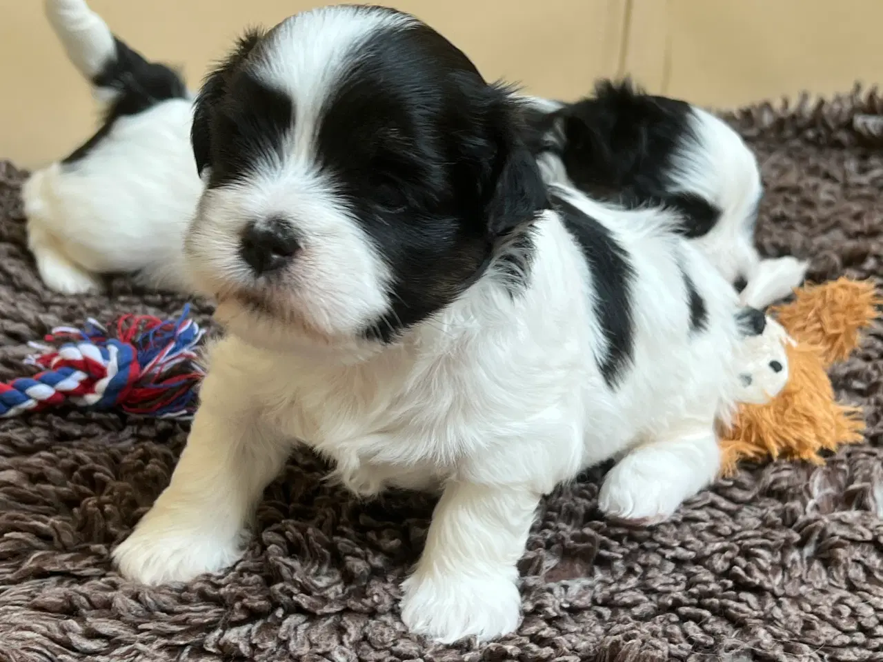 Billede 2 - Bomuldshvalpe. Lhasa Apso / Bichon Havanais 