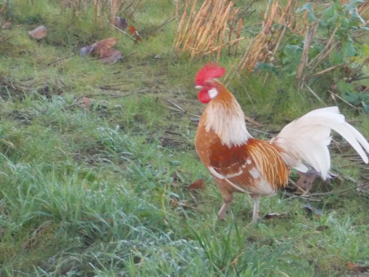 Billede 2 - Hollænder haner  Dværg