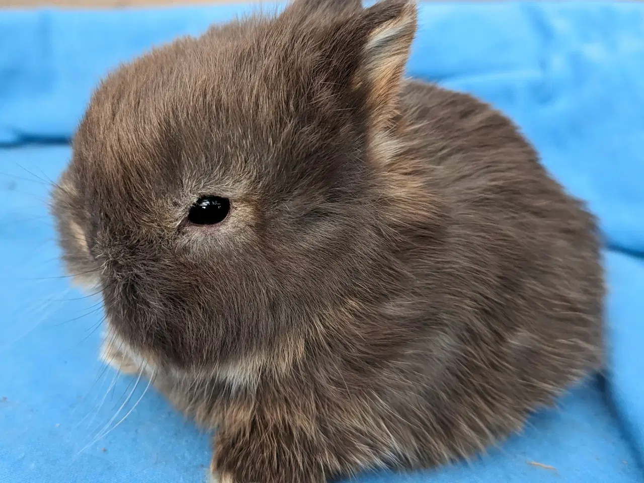 Billede 3 - Hermelin kaninunge sælges 