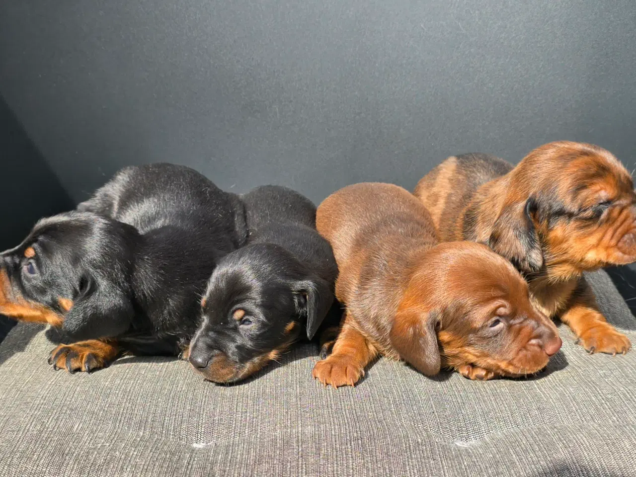 Billede 2 - Gravhunde hvalpe korthåret 