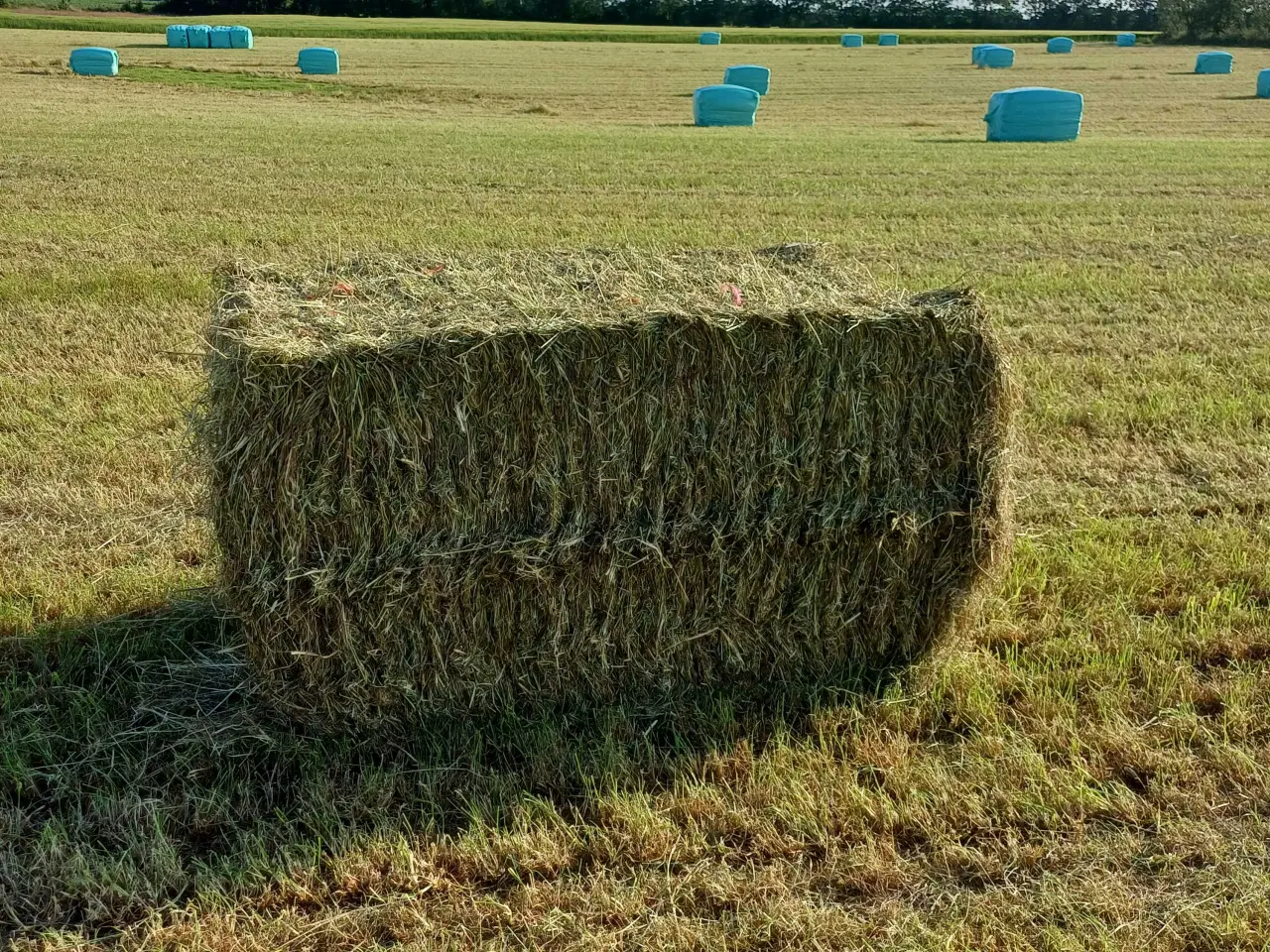 Billede 1 - Wrap til heste af hestegræsblanding.