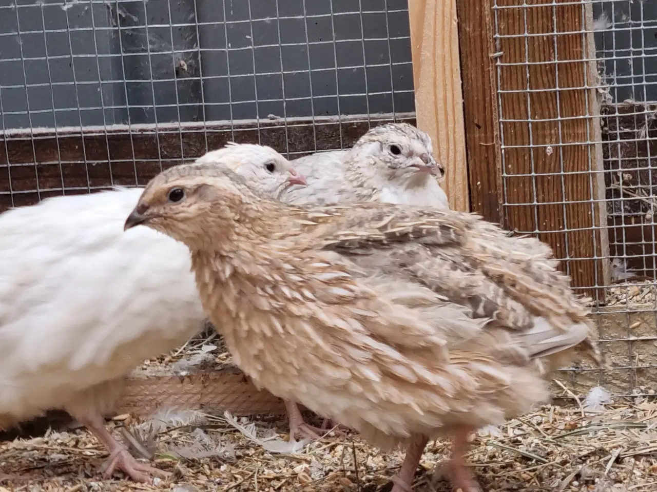 Billede 4 - Jumbo vagtler kokke 