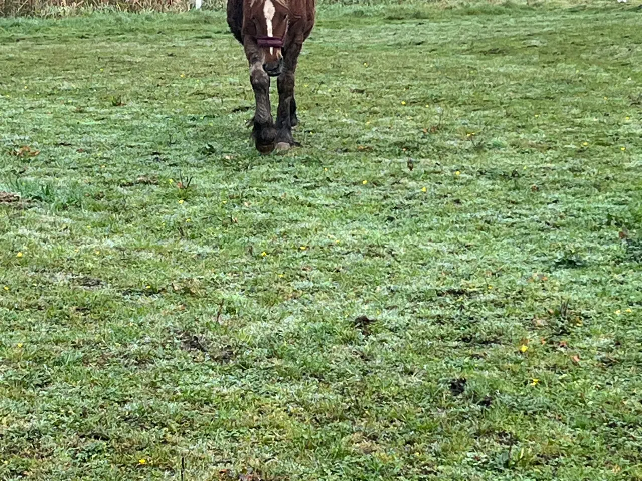 Billede 2 - Jydsk hest hoppeføl 