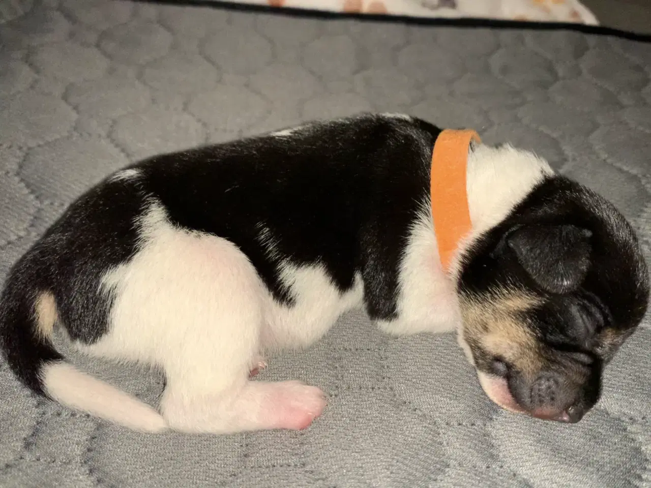 Billede 2 - Dansk svensk gårdhund hvalpe