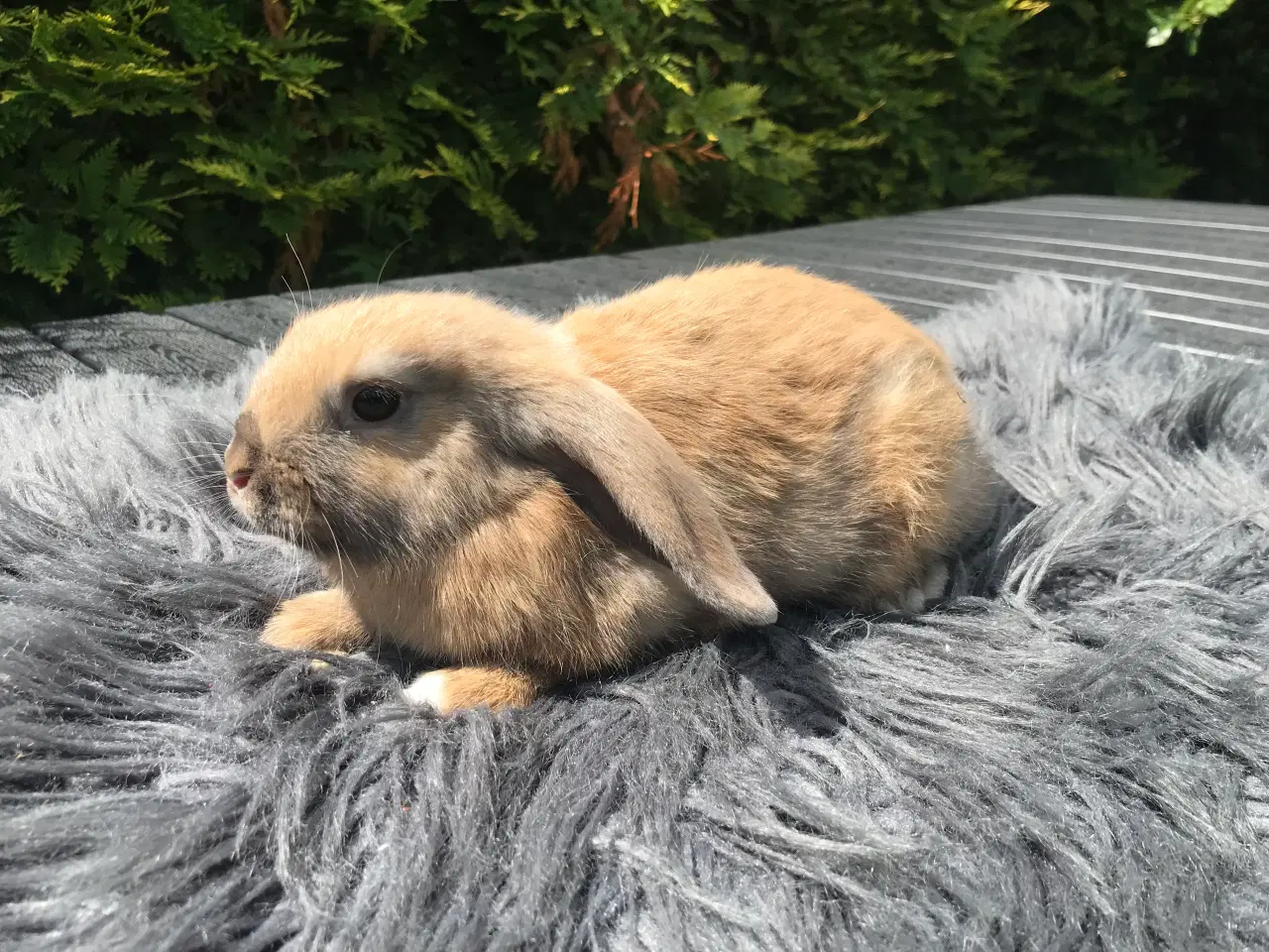 Billede 1 - Mini lop hun kanin