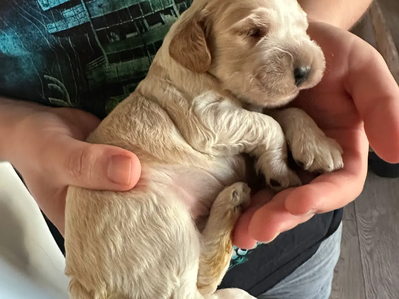 Billede 3 - Cockerspaniel hvalpe