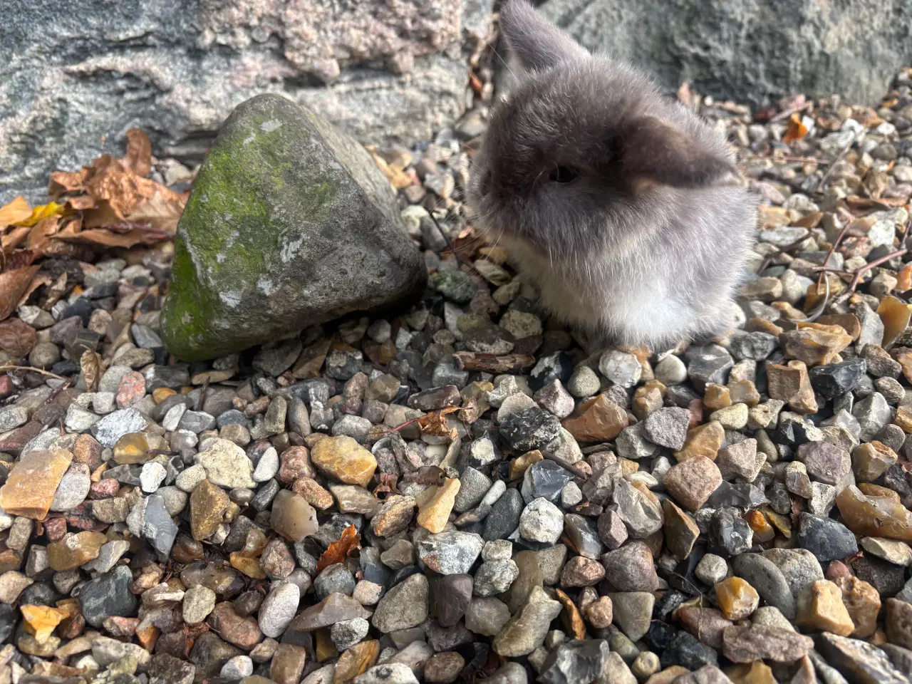 Billede 5 - Minilop kanin