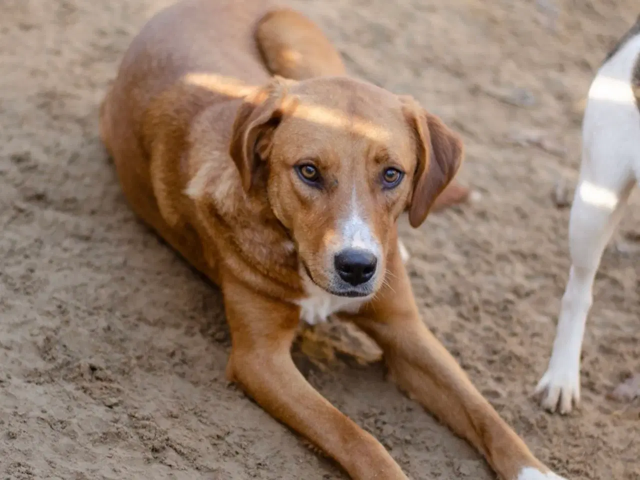 Billede 2 - Smukke Rose søger familie