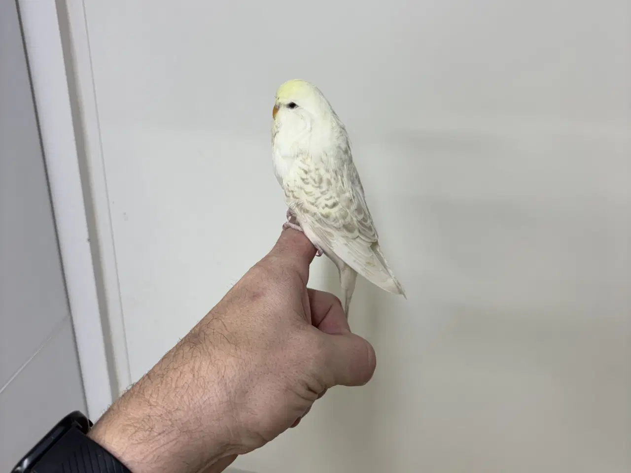 Billede 2 - Håndterede unger