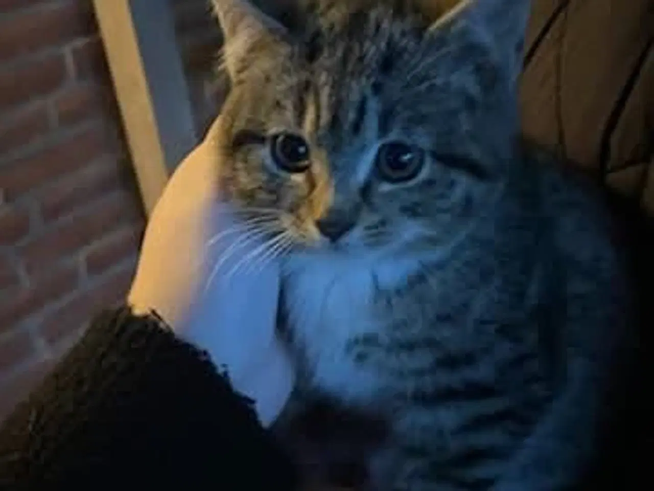 Billede 1 - Søde kattekillinger