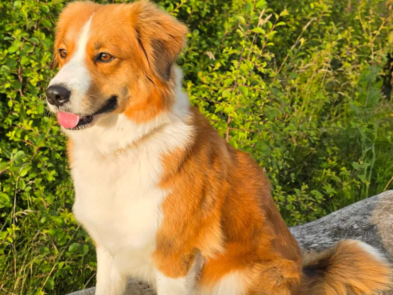 Billede 5 -  blandings hvalpe