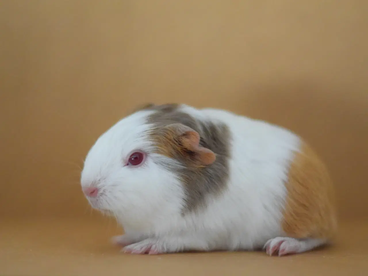 Billede 4 - Marsvin Sheltie