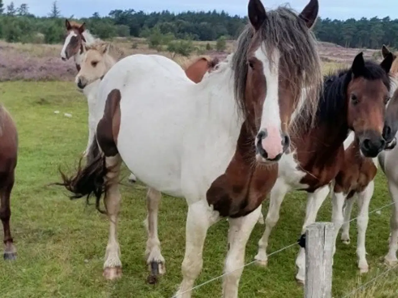 Billede 1 - Tinker krydsnings hingst, 4 år, ca. 145 i stang