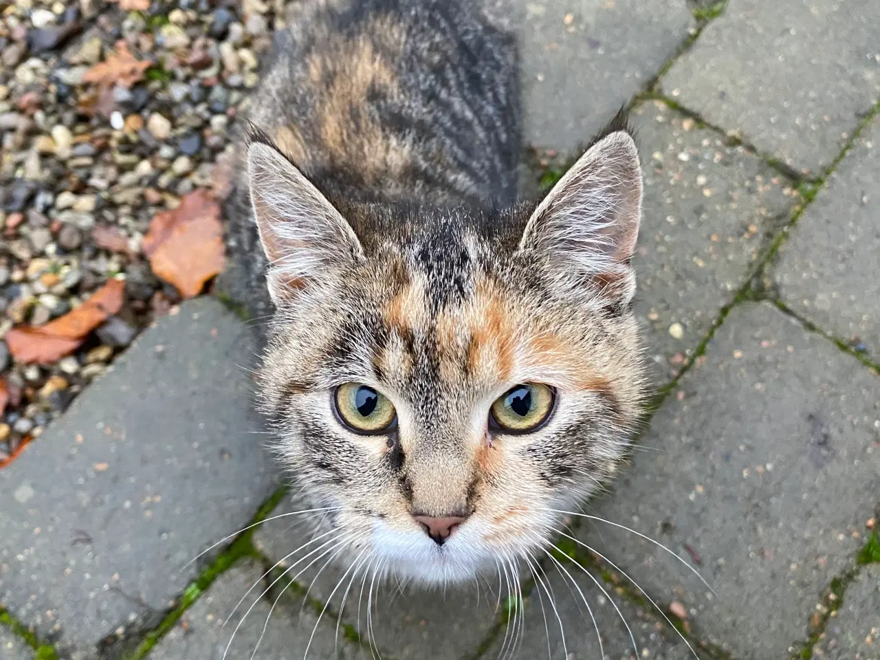 Billede 2 - Kattekillinger søger nyt hjem