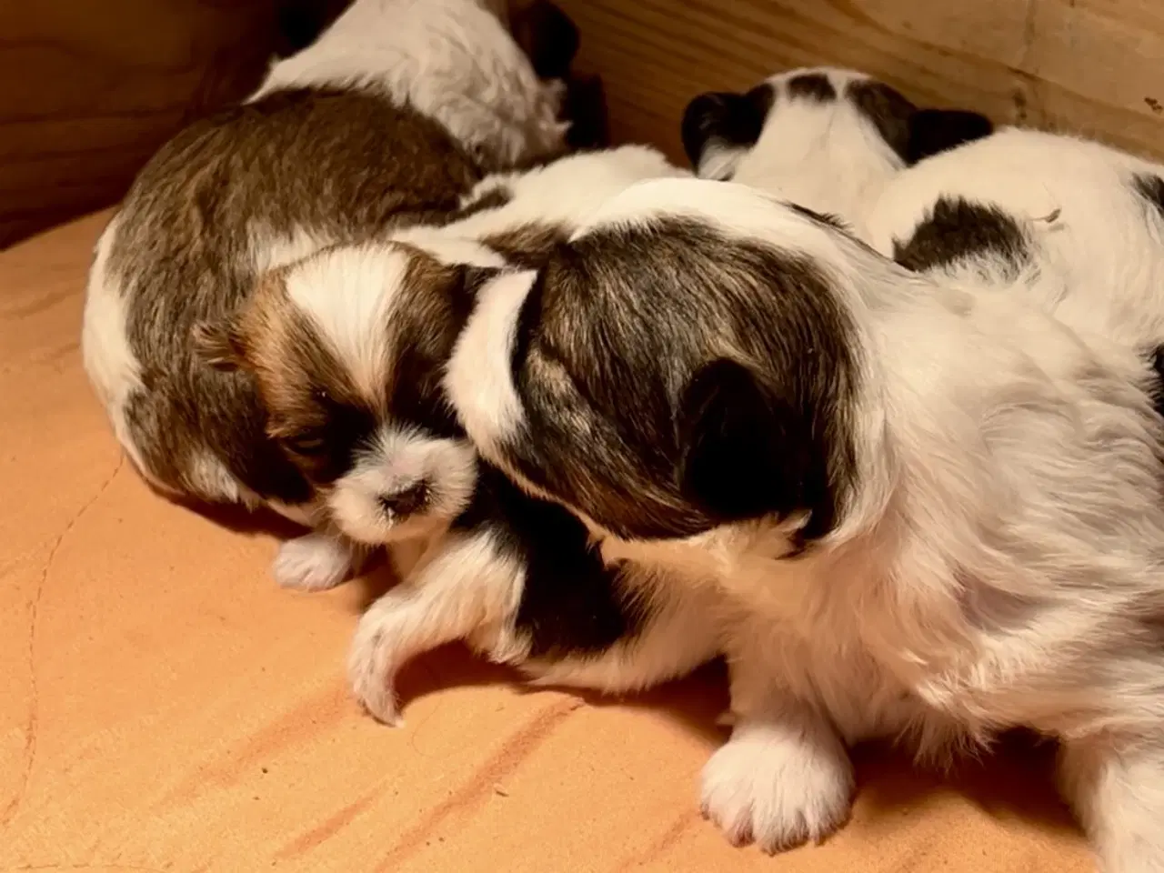 Billede 4 - Biewer Yorkshire terrier / Bolognese