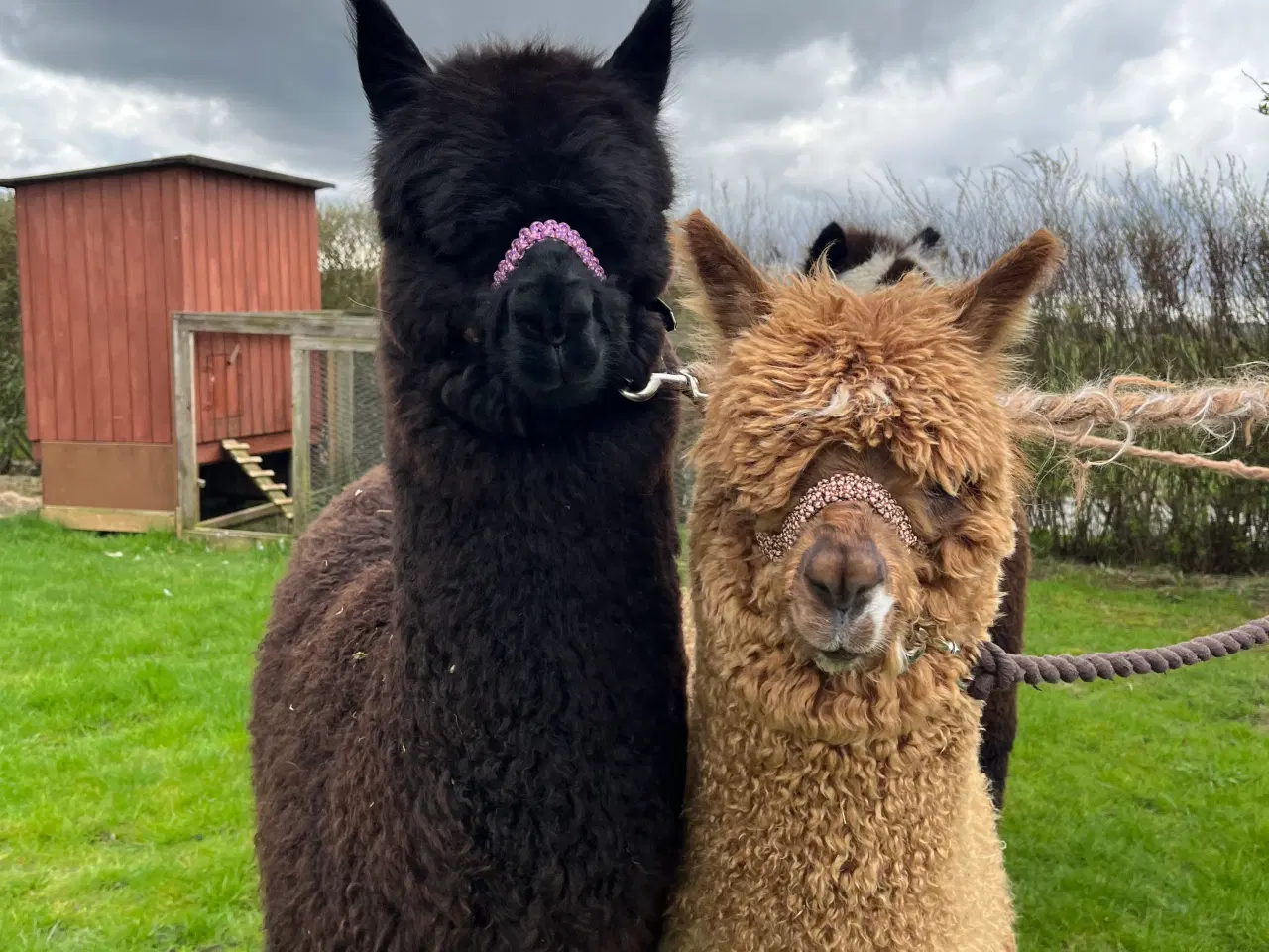 Billede 9 - Alpaca alpaka