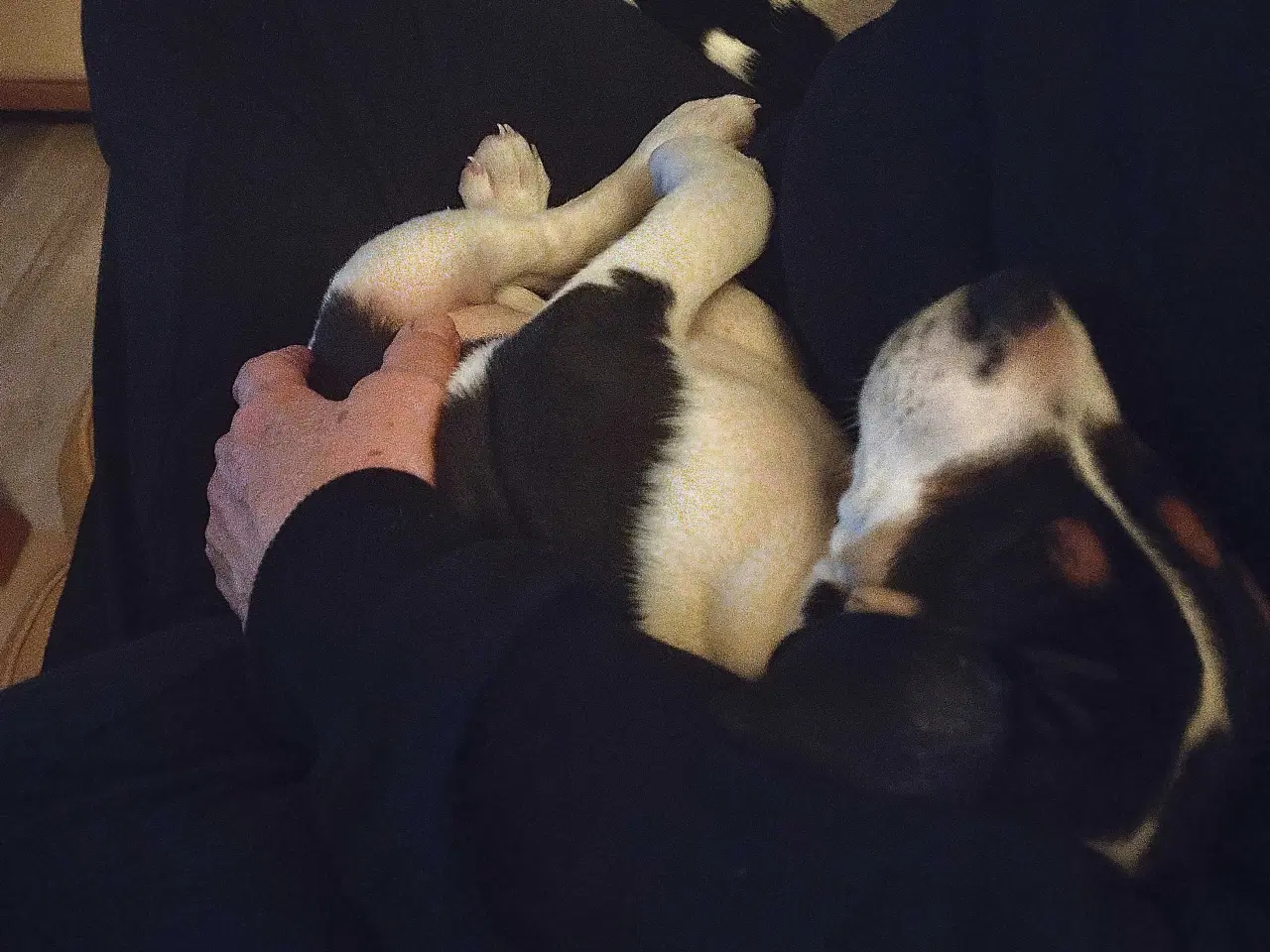 Billede 4 - Hvalpe, Dansk Svensk gårhund 