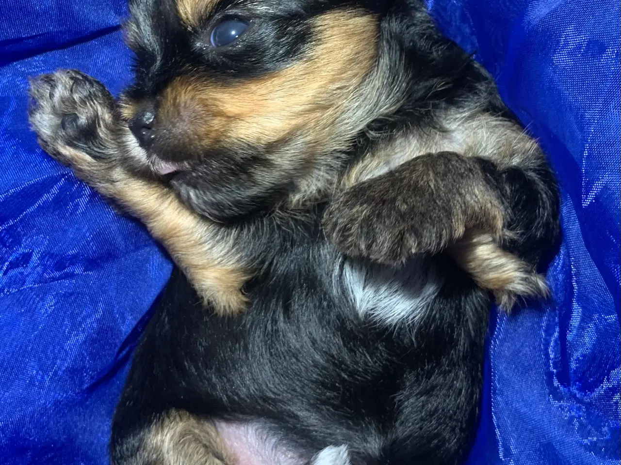 Billede 2 - Yorkshire terrier 