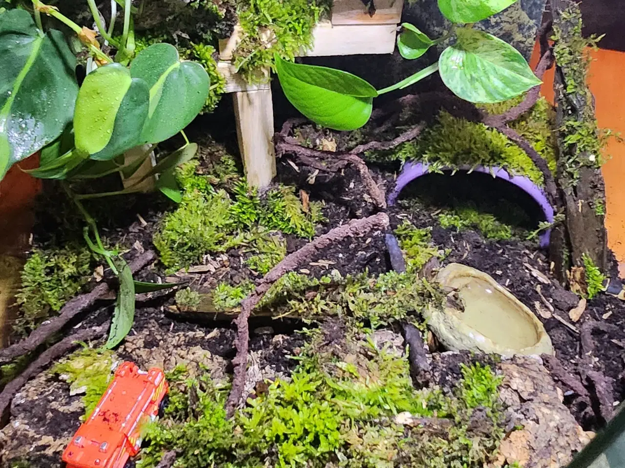 Billede 7 - Omplet Terrariet  Gargoyel gekko  