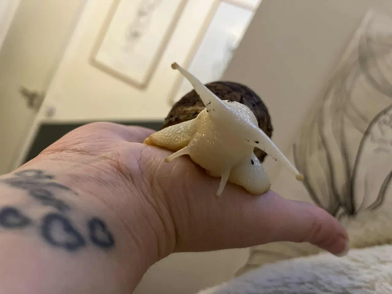 Billede 1 - Congosnegle 