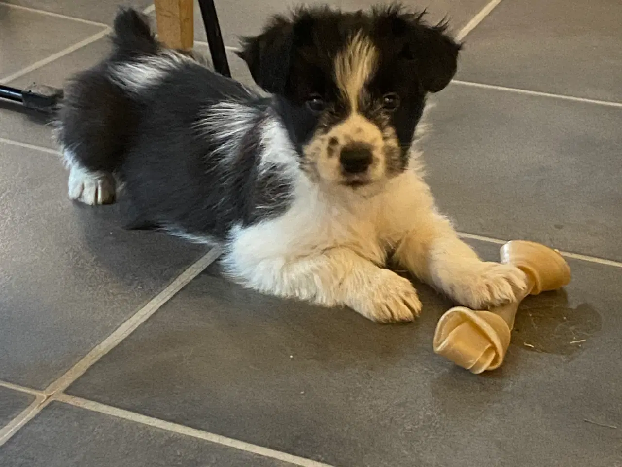 Billede 5 - Border collie / Coton de Tulear Så er vi Klar