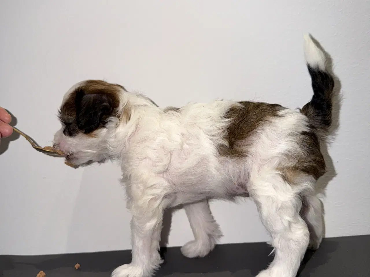 Billede 2 - Chinese crested/Kinesisk hårløs, allergivenlige