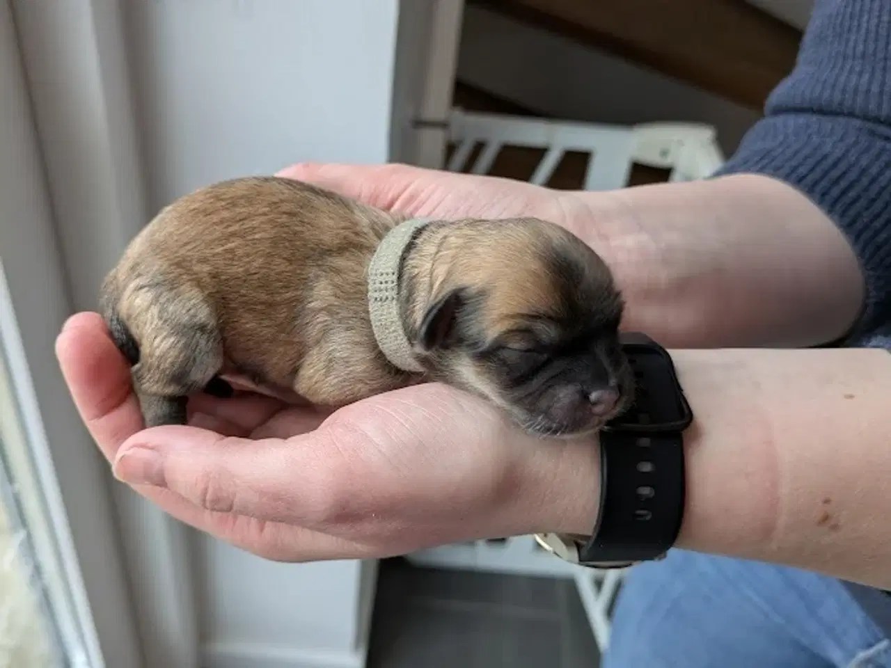 Billede 10 - Familievenlige Bomuldshund/Havanaise × Maltipoo hv