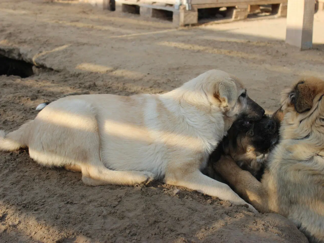 Billede 8 - Missy (blandingshund / gadehund)