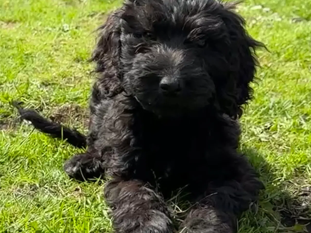 Billede 13 - Cockapoo / Cockerpoo / Doodle