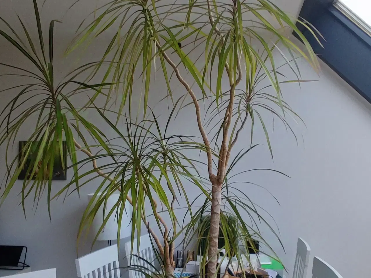 Billede 3 - Dracaena, Stueplante