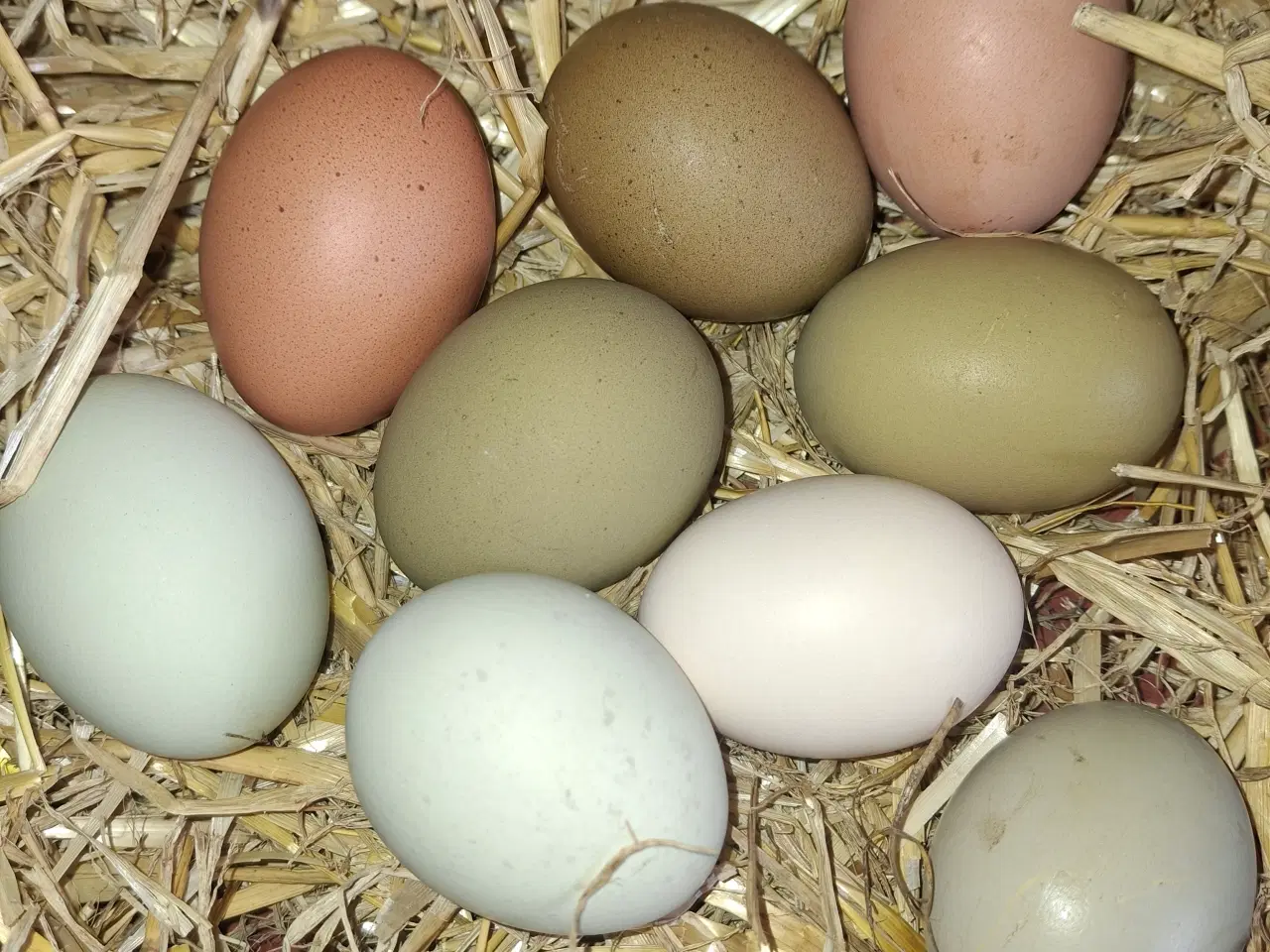 Billede 2 - Skrukhøne med 9 kyllinger