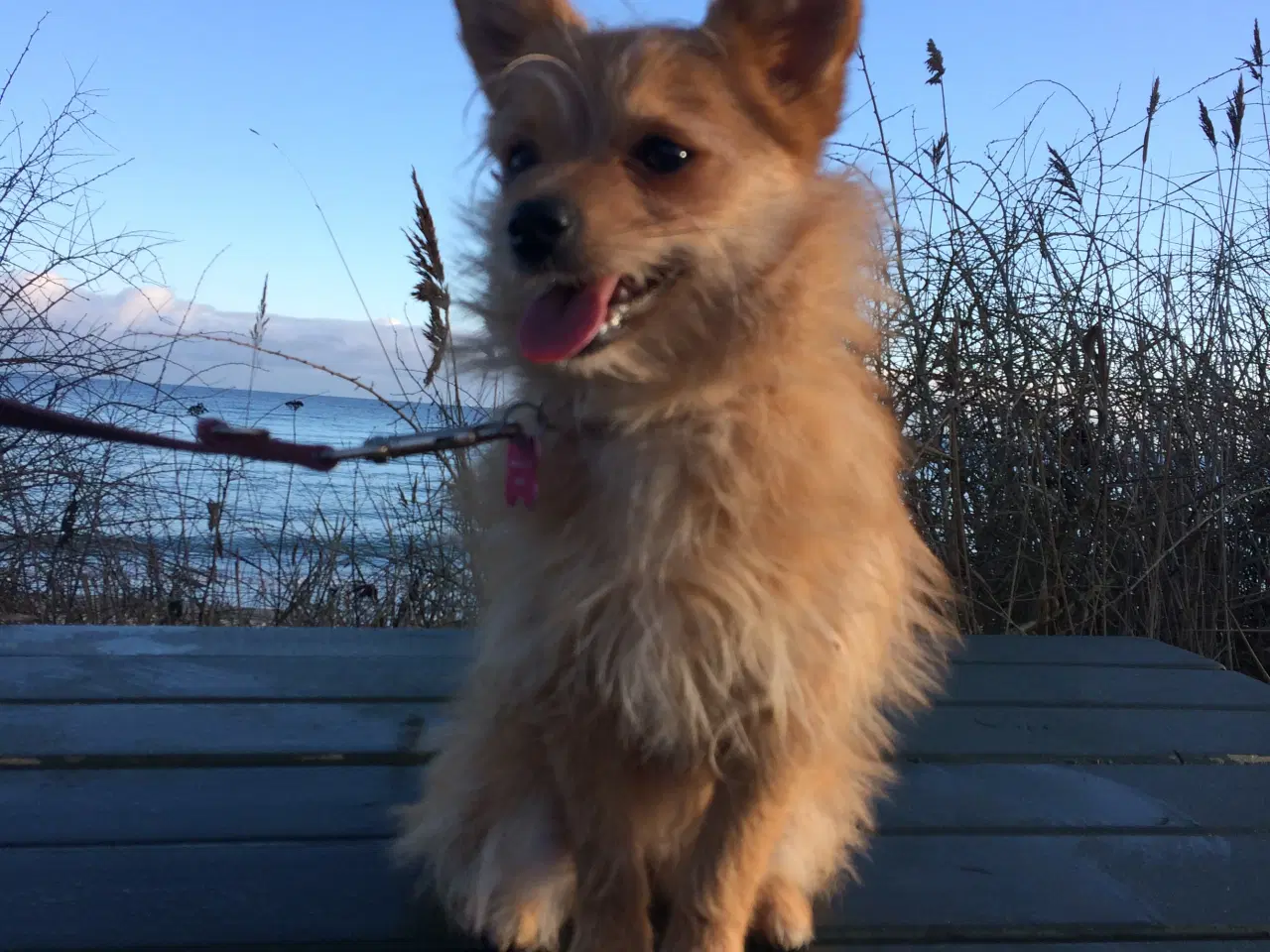 Billede 8 - 3 søde tæver. Små blandinger